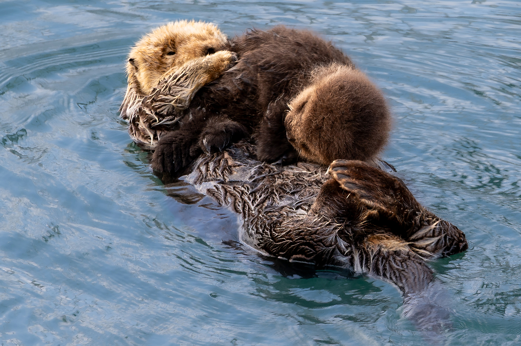 mother otter floating on her back with her newborn on her belly