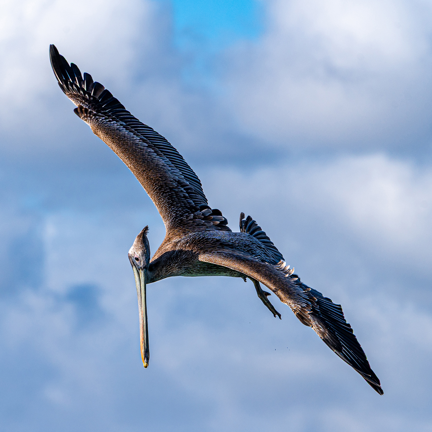 pelican preparing to dive