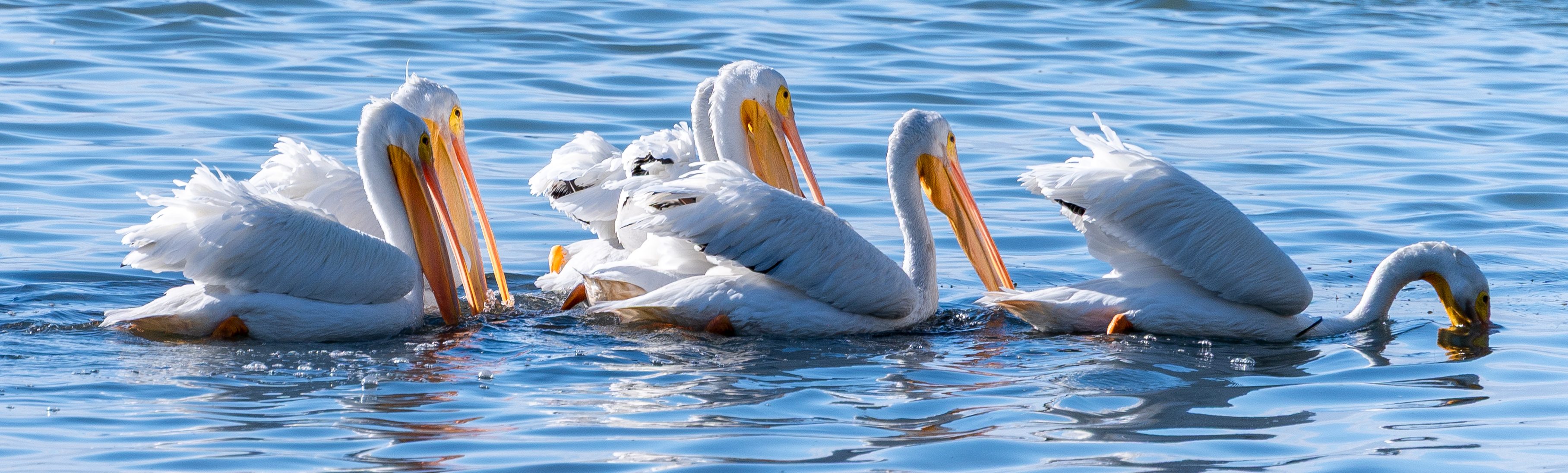 A line of pelicans floats on calm water, as the lead pelican ducks its head to grab a fish.