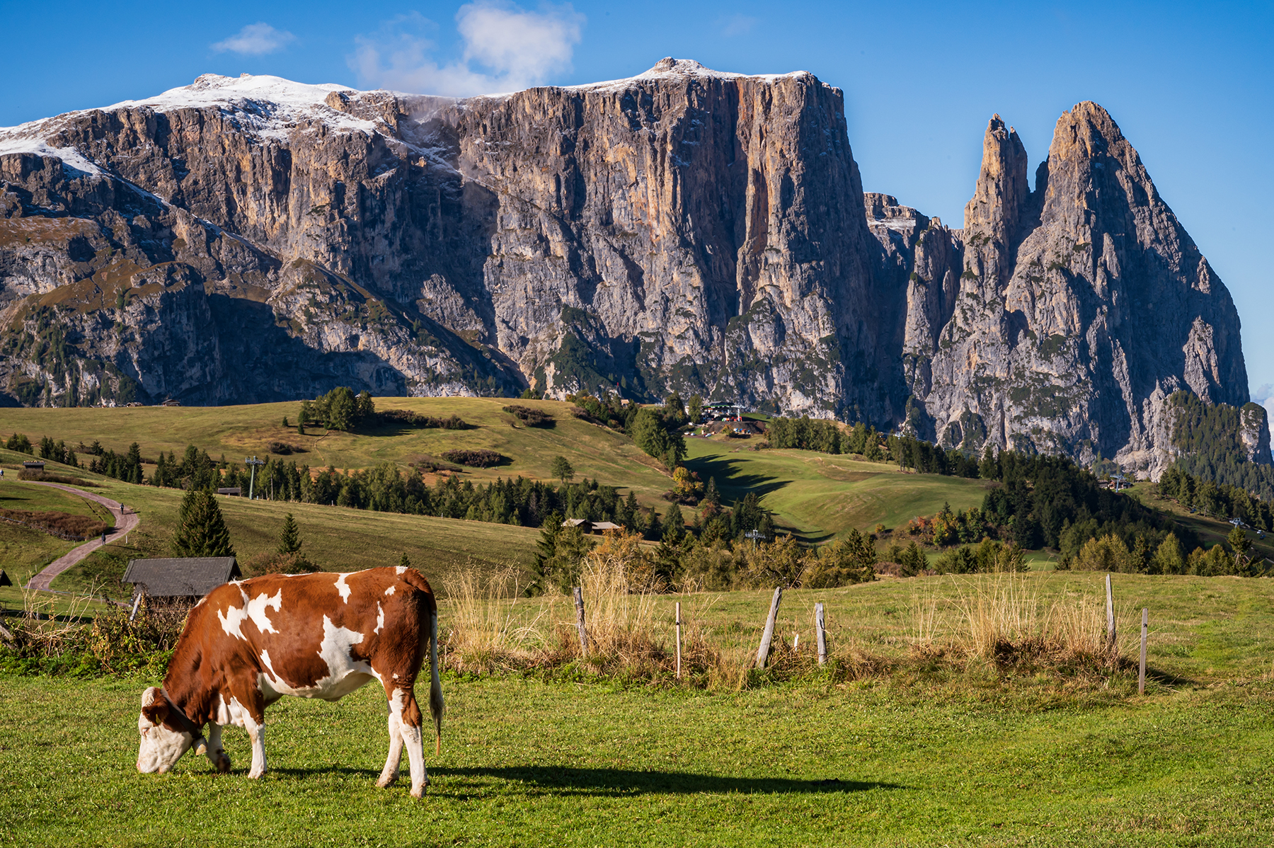 grazing cow against a backdrop of alpine crags