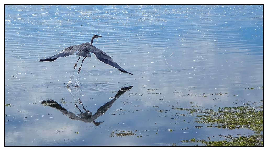 A heron, still trailing water from its feet, rises from the calm blue water of the back bay.