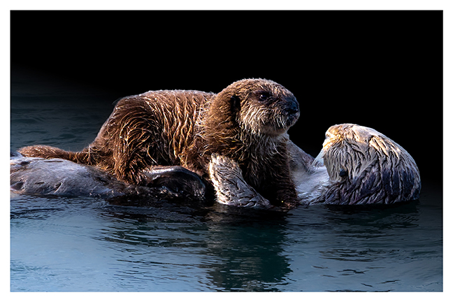 A young otter rides atop the belly of its mother. Dark background.