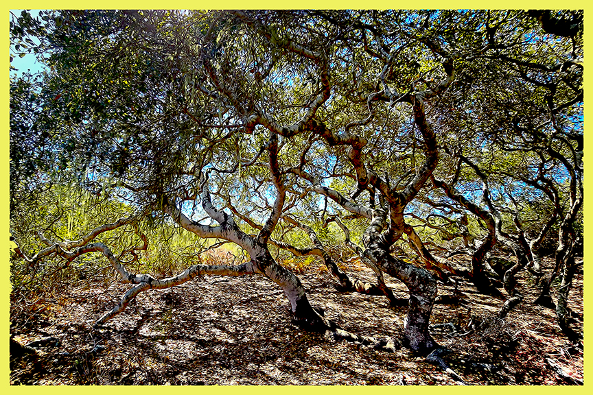 Saturated and stylized rendering of a bower in the Elfin Forest, showing curved and twisted trees.